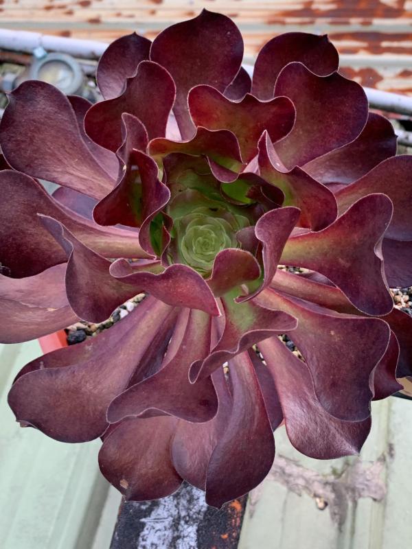 Aeonium 'Pomegrante'