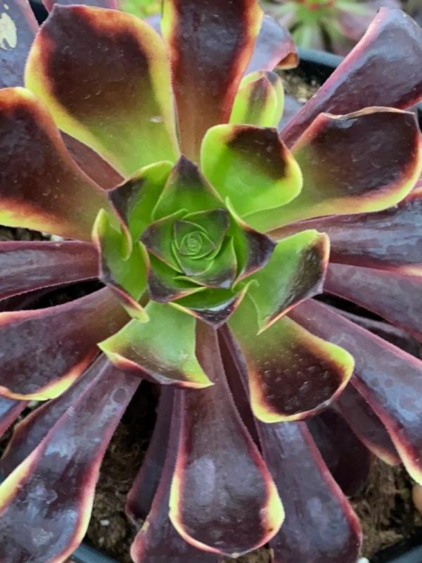 Aeonium 'Superbang' (C) bestaeonium.com