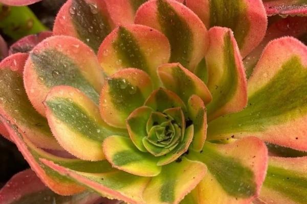 Aeonium 'Verna' (C) bestaeonium.com