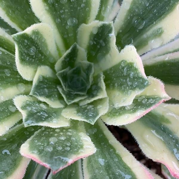 Aeonium 'Yanning' (C) bestaeonium.com