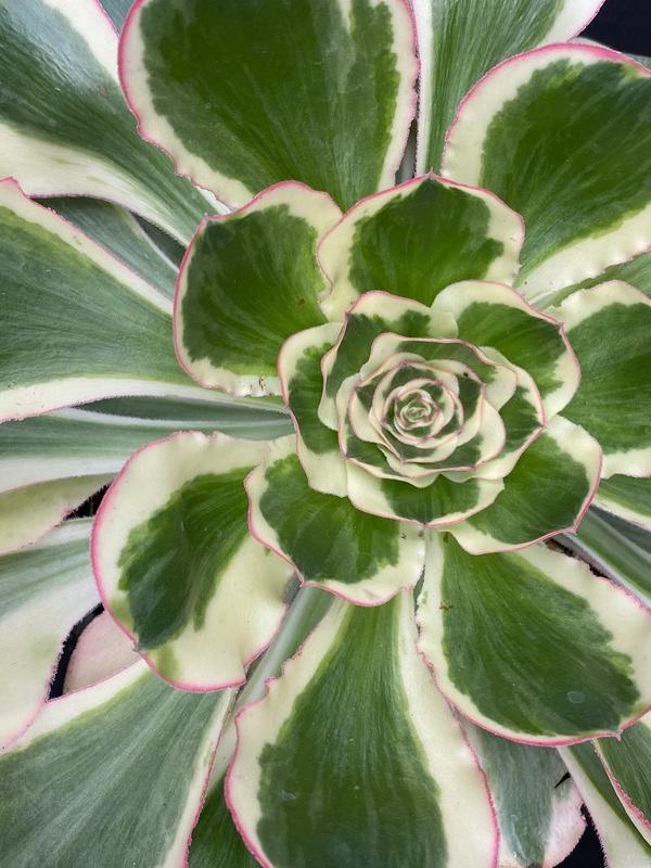 Aeonium 'Zeus' (C) bestaeonium.com