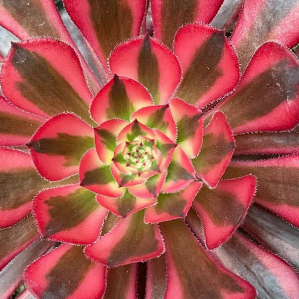 Aeonium 'Zwartkin Variegate 1' (C) bestaeonium.com