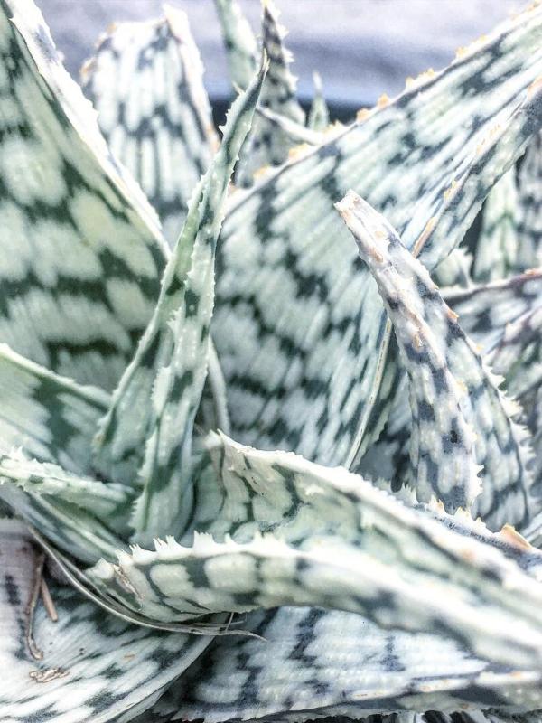 Aloe 'Blizzard'
