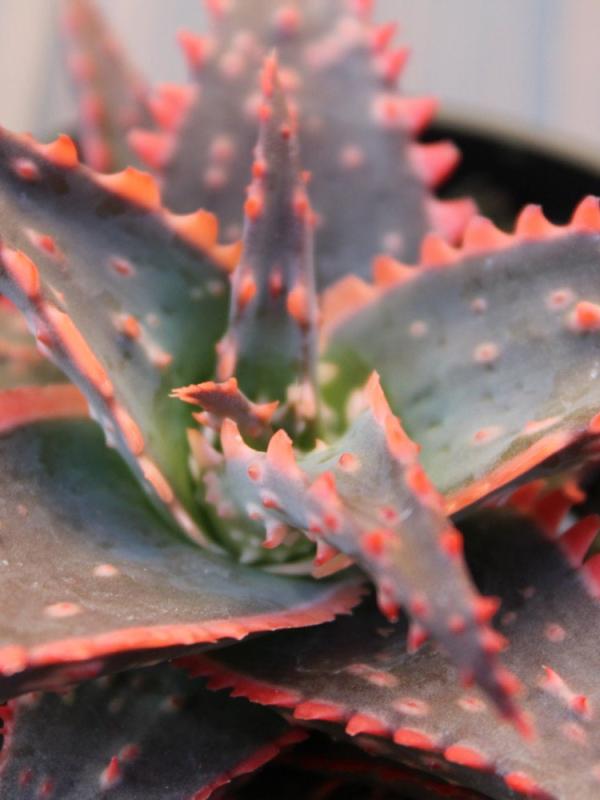 Aloe 'Christmas Sleigh'