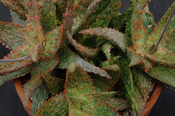 Aloe 'Orange Marmalade'