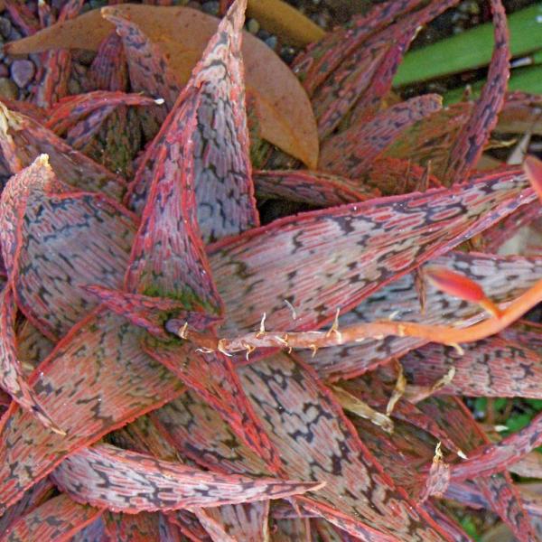 Aloe 'Pink Blush'