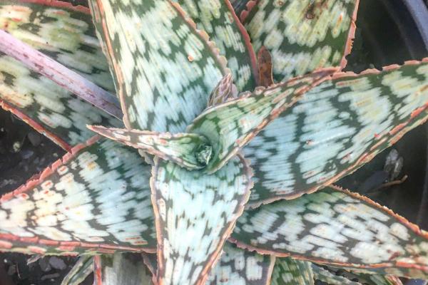 Aloe 'Wonderkind'