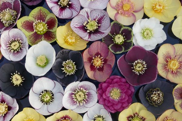 Ashwood Bred Hellebores