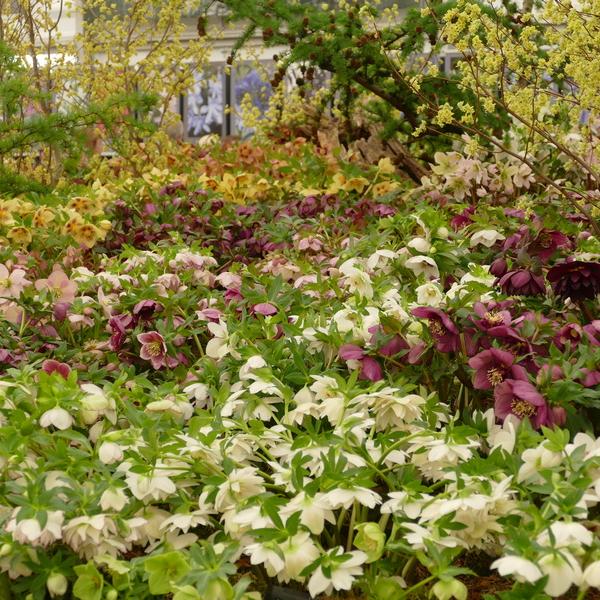 Ashwood Nursereies win Gold at Chelsea Flower Show