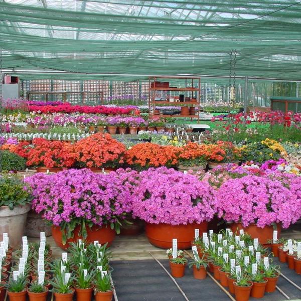Ashwood Nurseries  apline production greenhouse