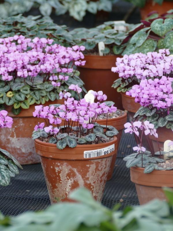 Cyclamen in flower