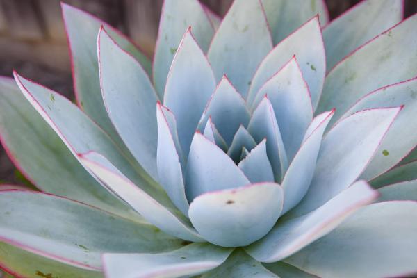 Echeveria cante