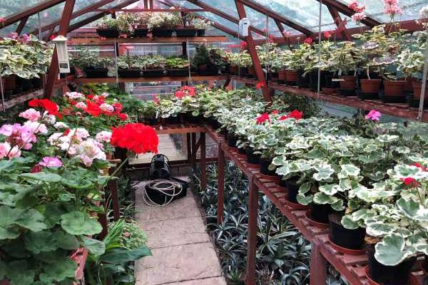 Geranium Greenhouse
