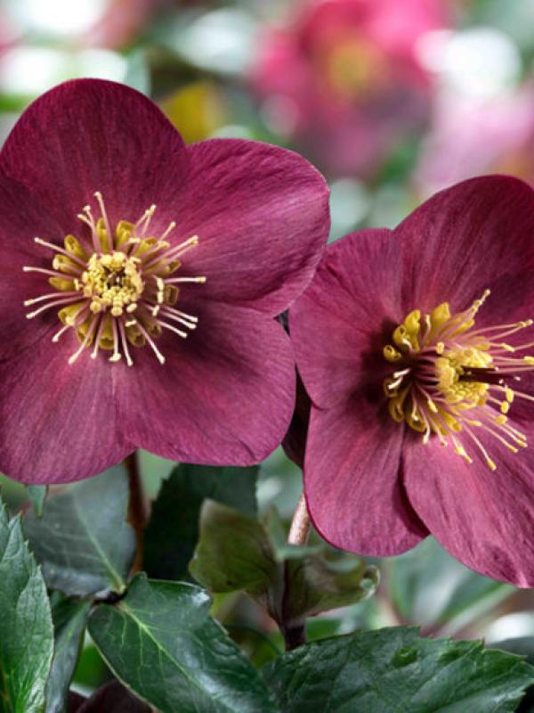 Hellelborus HGC Ice n Roses 'Early Red'