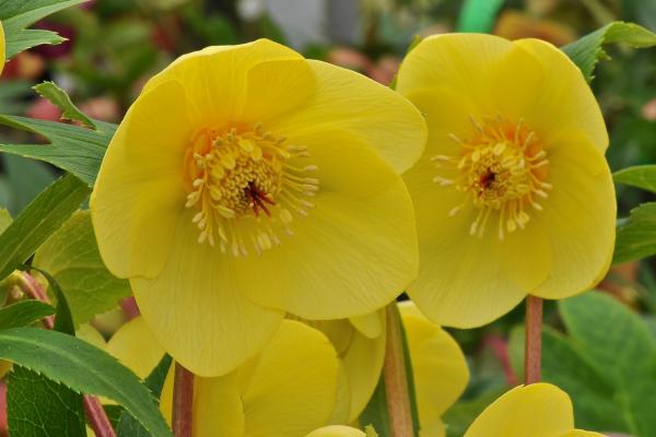 Helelborus x hybridus Ashwood Evolution Group Single Yellow