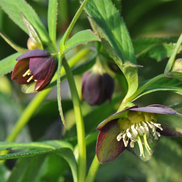 Helleborus atrorubens
