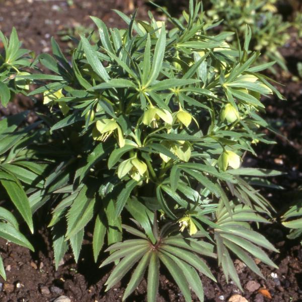 Helleborus dumetorum