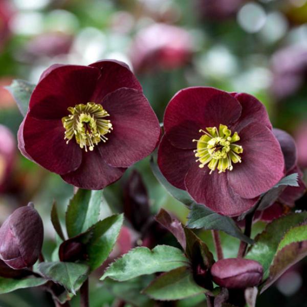 Helleborus HGC 'Barolo'