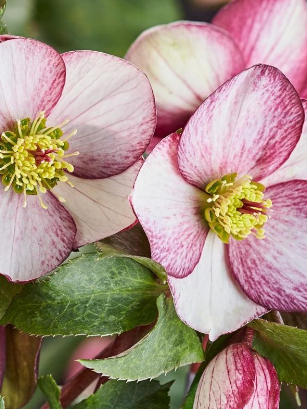 Helleborus HGC Ice n Roses 'Rosado'