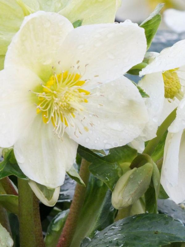 Helleborus HGC 'Icebreaker'