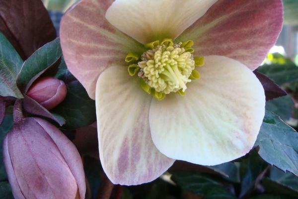 Helleborus HGC 'Merlin'