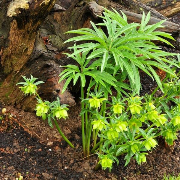 Helleborus istriacus