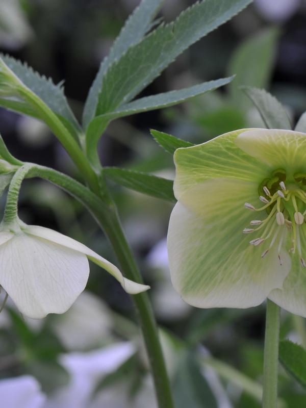 Helleborus liguricus