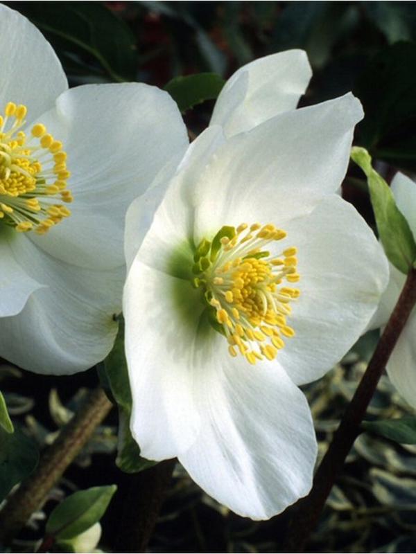 Helleborus niger 'Ashwood 'Strain'