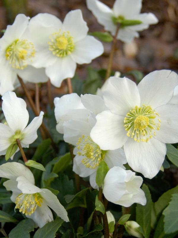 Helleborus niger 'Joel'