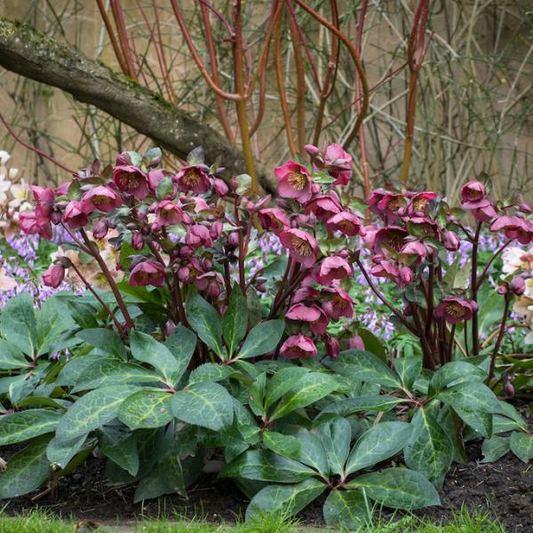 Helleborus (Rodney Davely Group) 'Anna's Red'