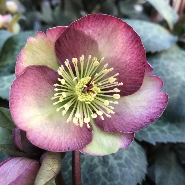 Helleborus (Rodney Davey Marbled Group) 'Dana's Dulcet'