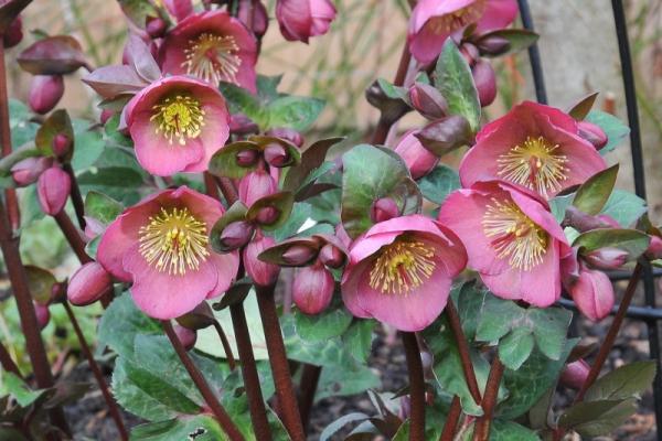 Helleborus (Rodney Davey Marbled Group) 'Penny's Pink'