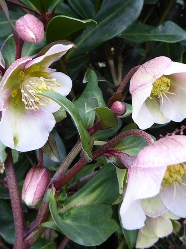 Helleborus × sahinii ‘Winter Bells’