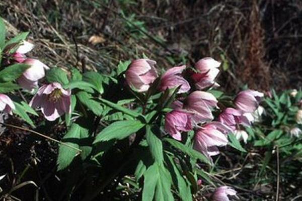 Helleborus thibetanus