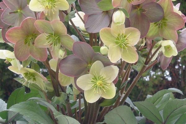 Helleborus x ballardiae 'Candy Love'