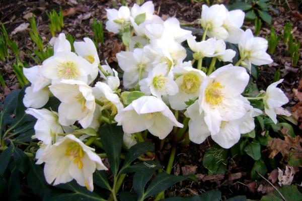 Helleborus x ericsmithii 'HGC Silvermoon' PP 15,639
