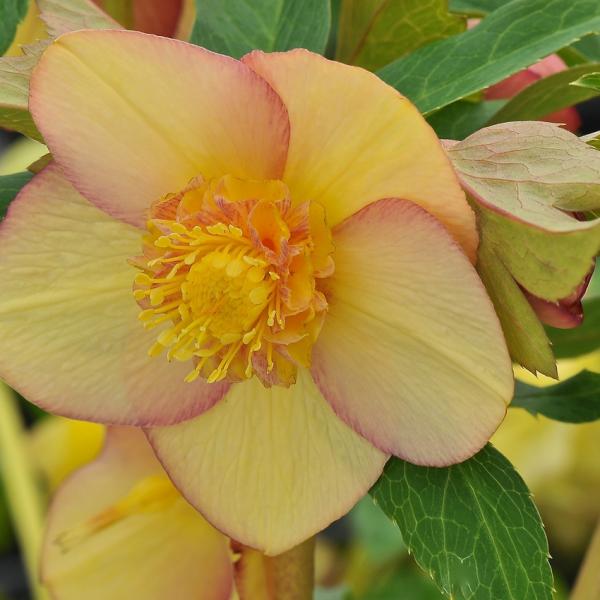 Helleborus x hybridus Ashwood Evolution Group Anemone 