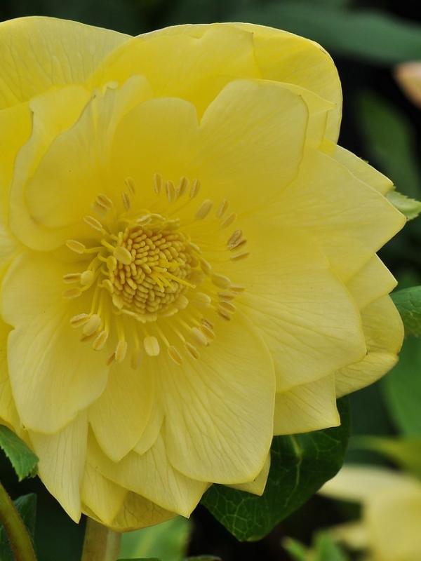 Helleborus x hybridus Ashwood Evolution Group Double