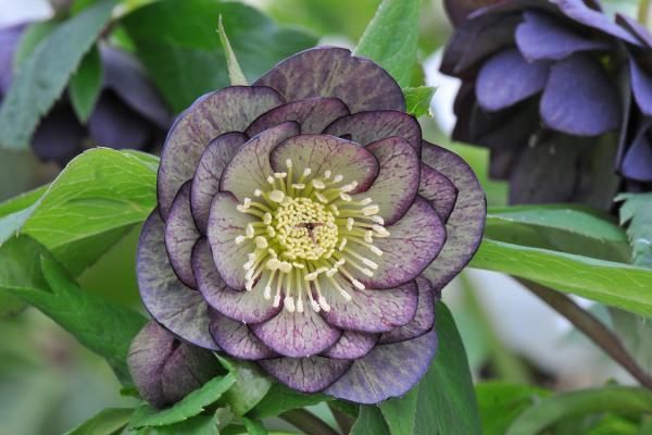 Helleborus x hybridus Ashwood Garden Hybrids Double Green Antique Shades