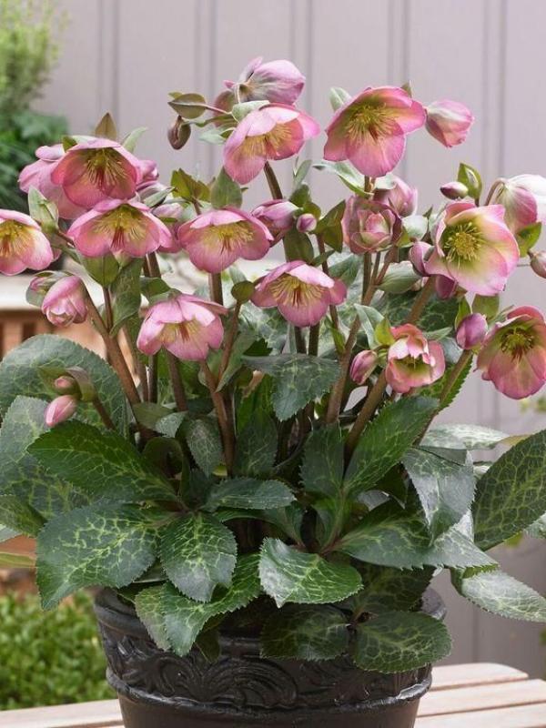 Helleborus x iburgensis 'Dorothy's Dawn'