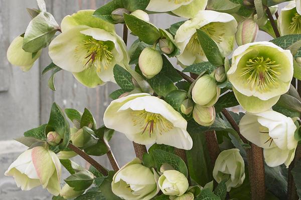 Helleborus x iburgensis 'Moondance' PPAF