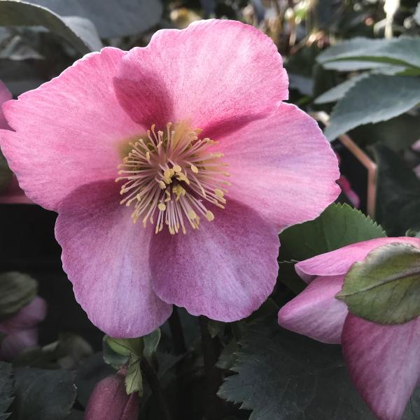 Helleborus x lemonnierae