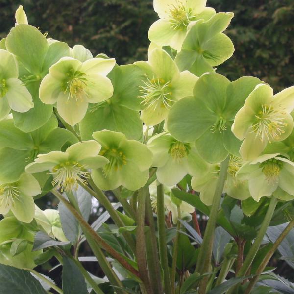 Helleborus x nigercors 'Snow Love'