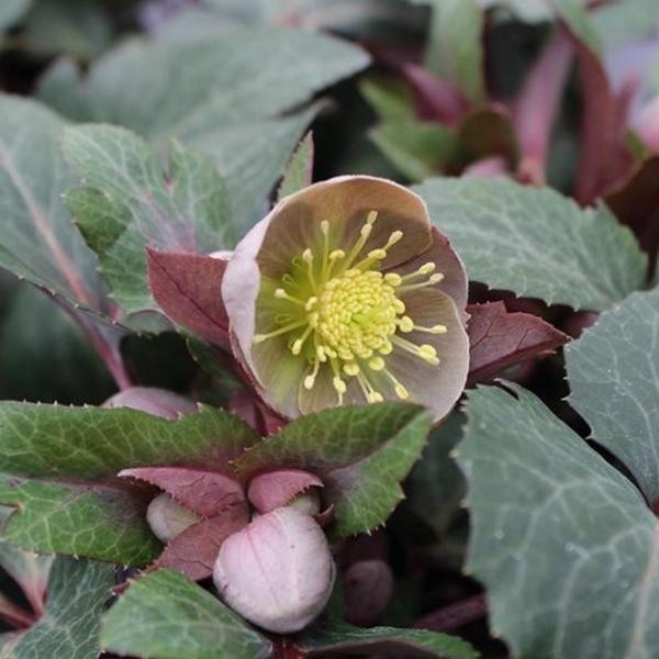 Helleborus x sternii 'Ashwood Strain'