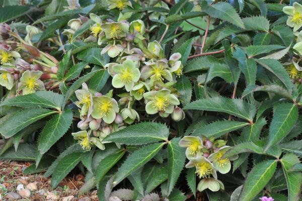 Helleborus x sternii