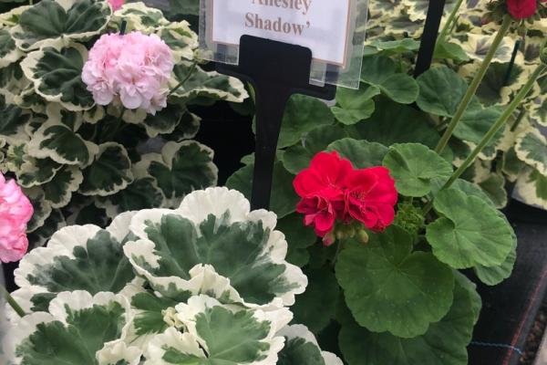 Pelargonium zonale 'Allesley Shadow'