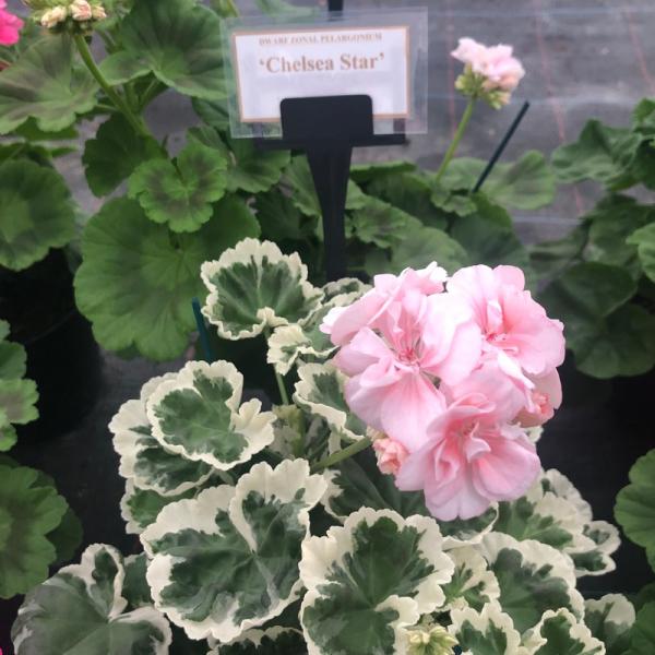 Pelargonium zonale 'Chelsea Star'