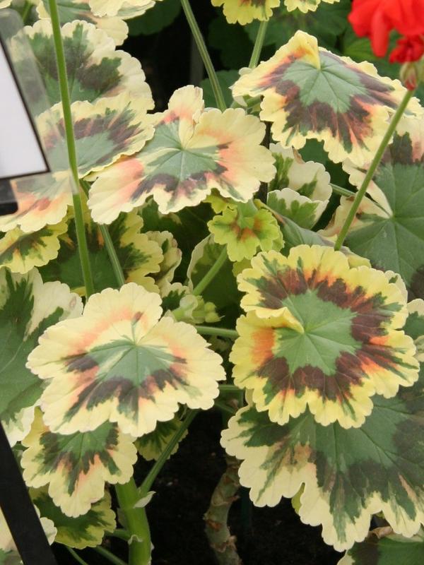 Pelargonium zonale 'Cherry Sundae'