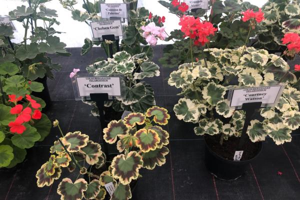 Pelargonium zonale 'Courtney Watson'