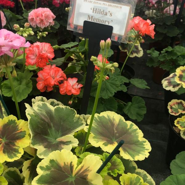 Pelargonium zonale 'Hilda's Memory'